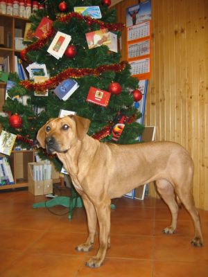 Ju choinka w firmie stoi! - 