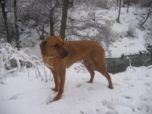 Wieje, sypie, nawet "kacza grypa" pywajca po Przyrwie mnie nie cieszy... - 