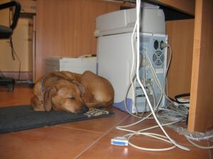 U mojego pana w firmie... - 