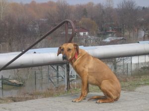 30.03.2006 Od rannego spaceru przybyo ponad p metra wody... - 