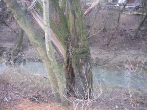 01.04.2006 Aka - jak na psa mysliwskiego przystao - wytropia i wystawia gniazdo kaczek nadrzewnych (5 metrw nad ziemi!) - 