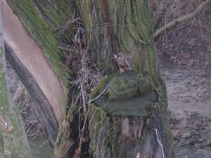 Kaczki nadrzewne - przylatuj do Polski niezwykle rzadko. Zamieszkuj zachodni Namibi i poudniowe Zimbabwe (Rodezja). Tutaj widzimy kaczora w gniedzie  - pani kaczorowa zainteresowaa si psem. - 