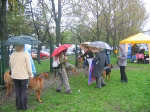 29.04.2006 Midzynarodowa Wystawa w Opolu. Deszcz leje, plus 14 stopnie - czyli RWB (Rodezjaskie Warunki Bojowe). - 