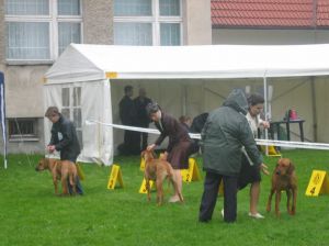 Stano na tym e pozwoliam mojej Pani wej ze mn na ring. - 