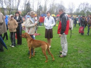 Mj braciszek Ajaks! - 