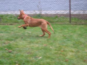 Do boju! - 