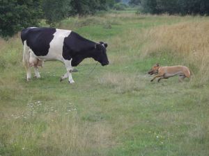 Dziwny ten lew! - 